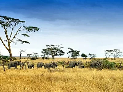 Elefanten in der Serengeti