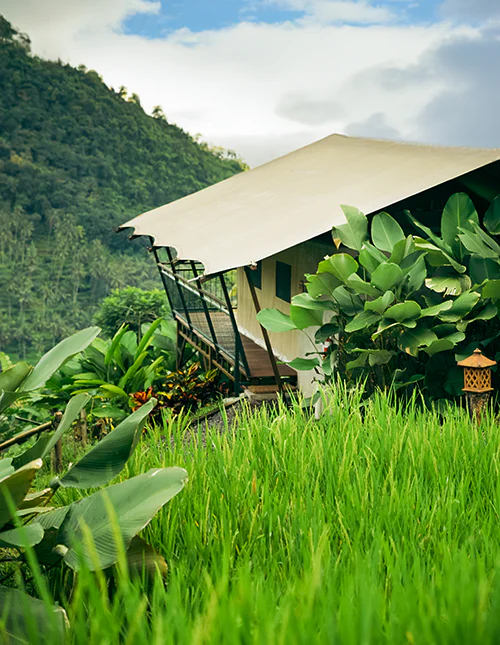 Luxuszelt inmitten üppigen Dschungels zwischen Reisfeldern und grünen Bergen auf Bali