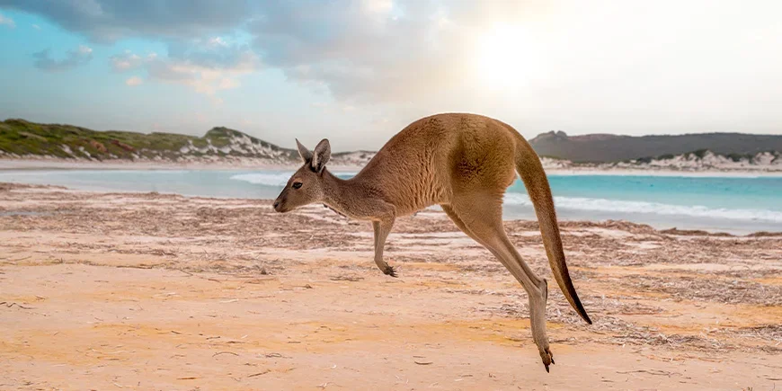 Springendes Känguru auf Kangaroo Island in Australien