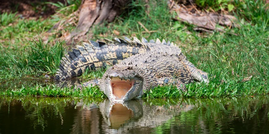 Leistenkrokodil im Kakadu-Nationalpark, Australien