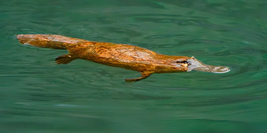 Schnabeltier schwimmt in einem Fluss
