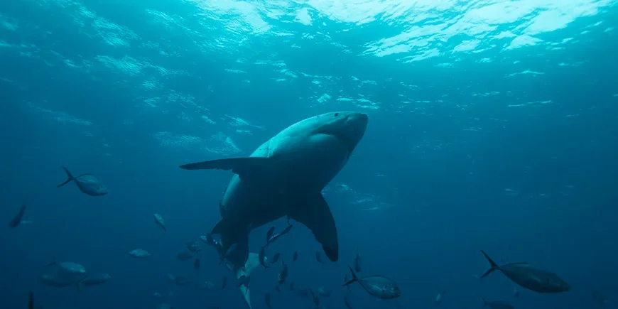 Großer Weißer Hai, der in den Gewässern Südaustraliens schwimmt