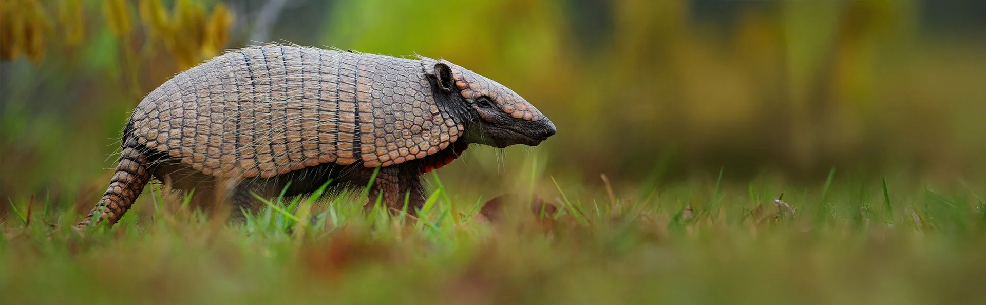Südlicher Gürtelmull, Cabassous unicinctus, Brasilien.
