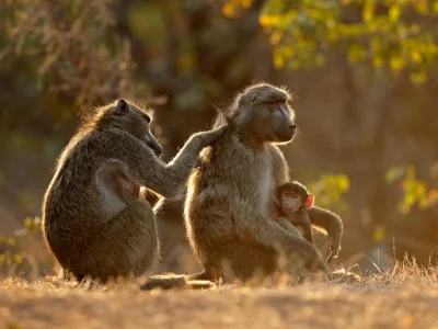 Paviane, die sich gegenseitig im Kruger-Nationalpark pflegen