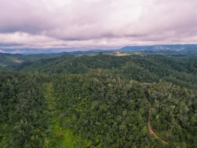 Üppiger Regenwald im Andasibe-Mantadia-Nationalpark auf Madagaskar