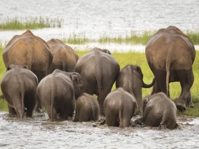 Eine Elefantenherde im Minneriya-Nationalpark, Sri Lanka