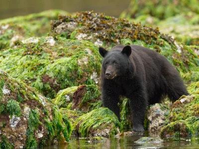 Schwarzbär auf Vancouver Island, Kanada