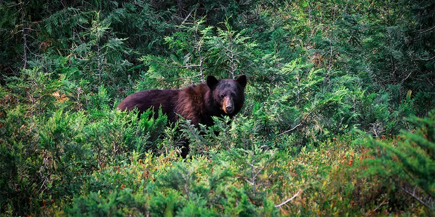 Schwarzbär versteckt sich im Wald im Banff Nationalpark, Kanada