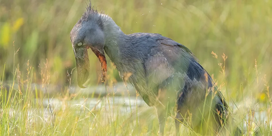 Schuhschnabel bei der Jagd in Uganda