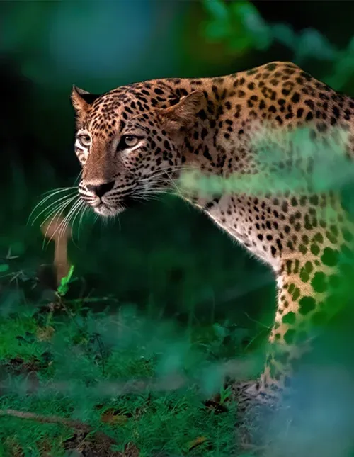 Nahaufnahme eines Leoparden im üppigen Dschungel Sri Lankas