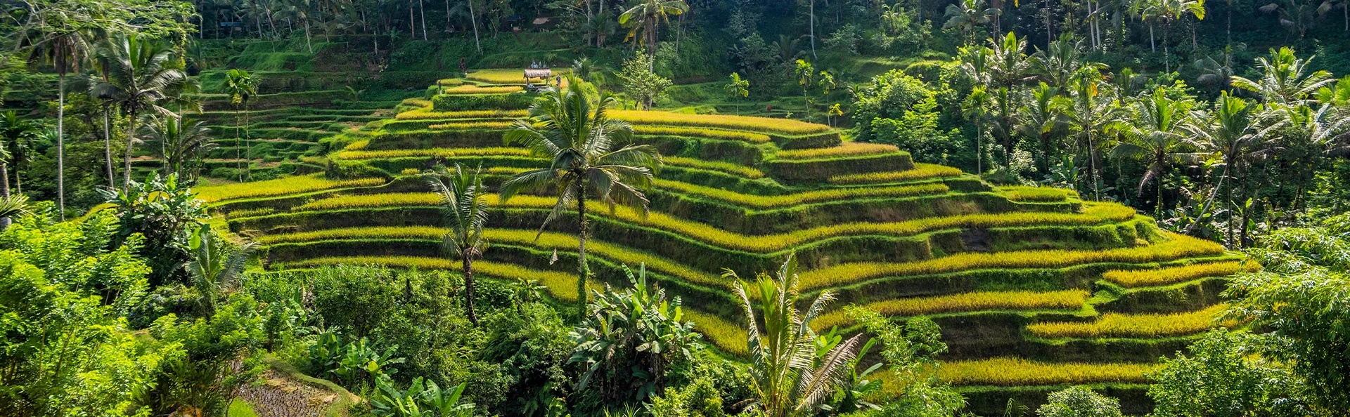 Wunderschöne grüne Reisterrassen auf Bali