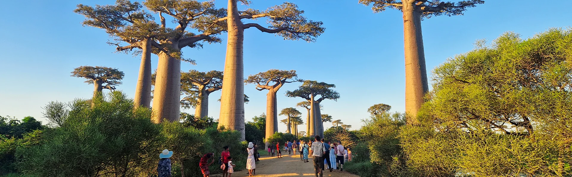 Die Baobab-Allee auf Madagaskar