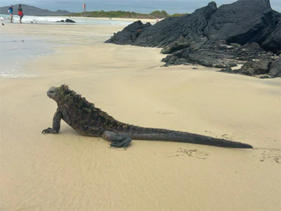 Leguan auf den Galápagos-Inseln