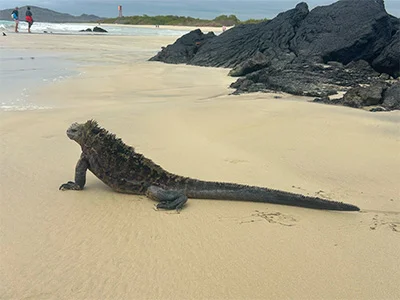 Leguan auf den Galápagos-Inseln