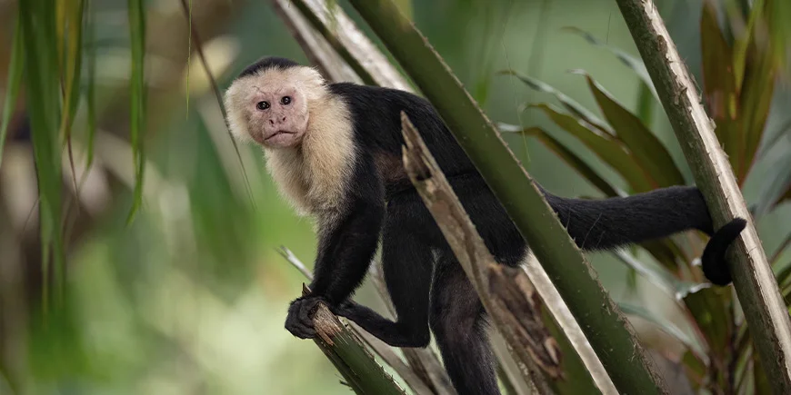 Kapuzineräffchen in Costa Rica