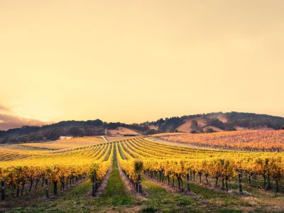 Weinberge in Australien