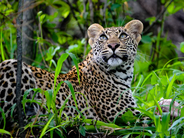 Wunderschöner Leopard im satten Grün Südafrikas