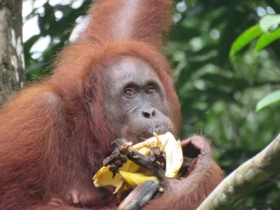 Orang-Utan im Semenggoh Wildlife Centre
