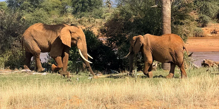 Elefanten und Paviane im Samburu-Nationalpark in Kenia