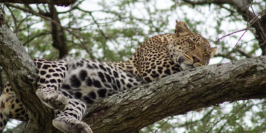 Ein Leopard, der auf einer Safari in Tansania entspannt in einem Baum liegt