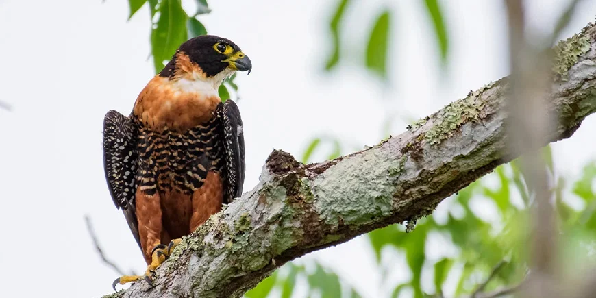 Falke auf einem Ast im Nationalpark Tikal in Guatemala