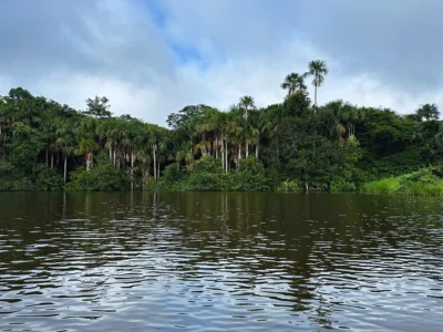 Blick auf den Amazonas-Regenwald vom Fluss aus