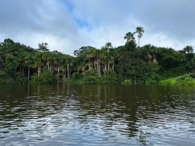 Blick auf den Amazonas-Regenwald vom Fluss aus