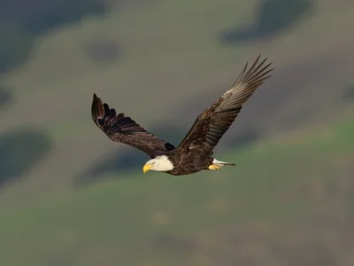 Weißkopfseeadler in Kalifornien
