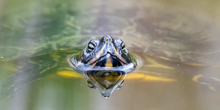 Florida-Schildkröte im Wasser in Florida