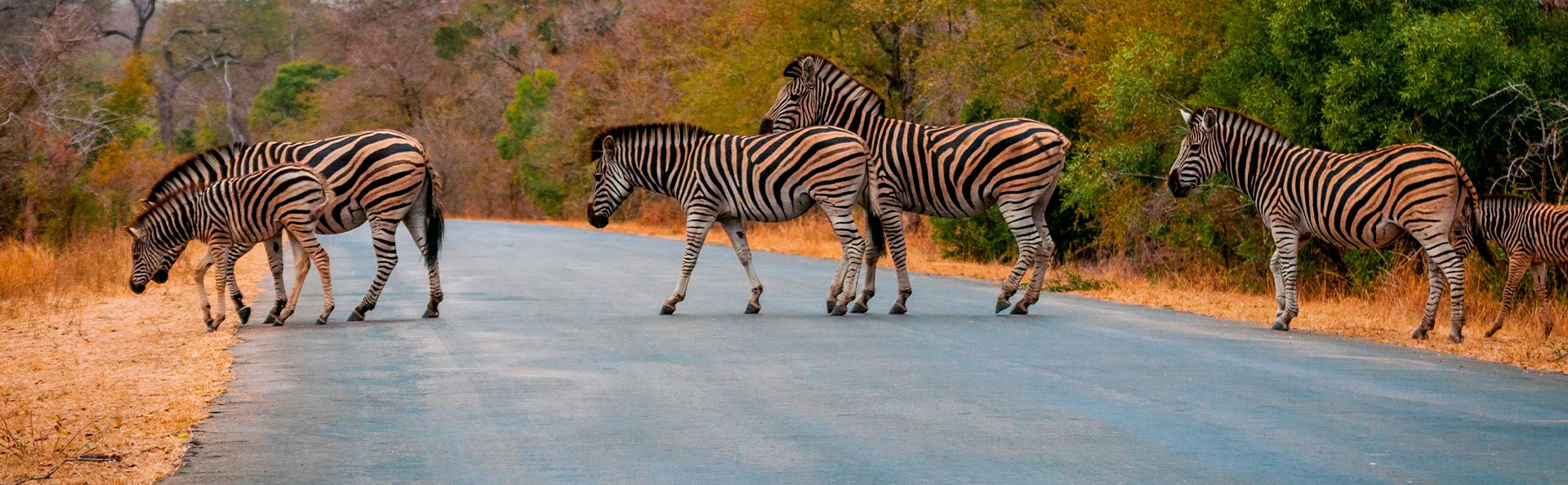 Zebras überqueren die Straße