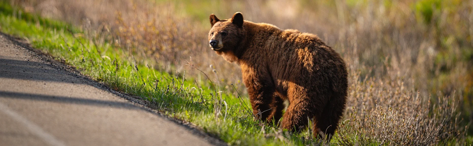 Bär am Straßenrand im Waterton-Nationalpark in Kanada