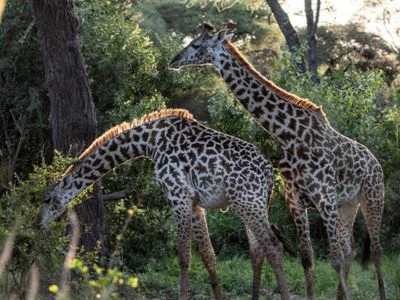 Zwei Giraffen im Tarangire-Nationalpark