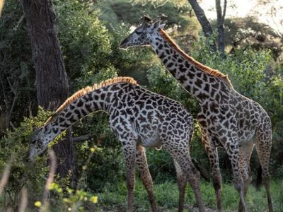 Zwei Giraffen im Tarangire-Nationalpark