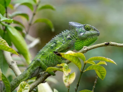 Furcifer verrucosus inmitten üppiger Vegetation auf Madagaskar