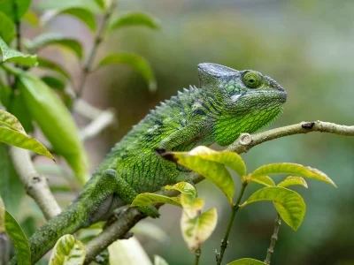 Furcifer verrucosus inmitten üppiger Vegetation auf Madagaskar