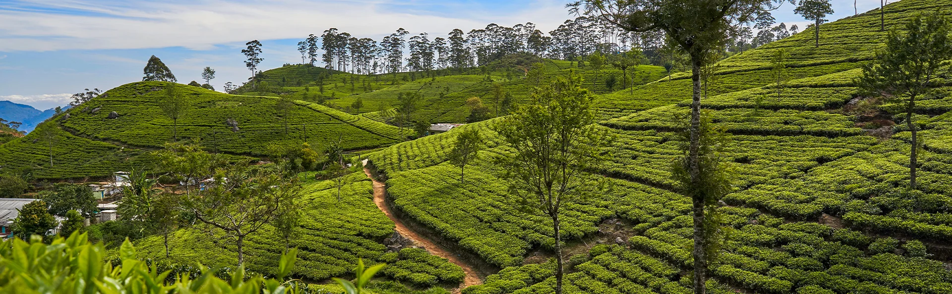 Teeplantagen in Sri Lanka bei Haputale, Blick vom berühmten Lipton's Seat