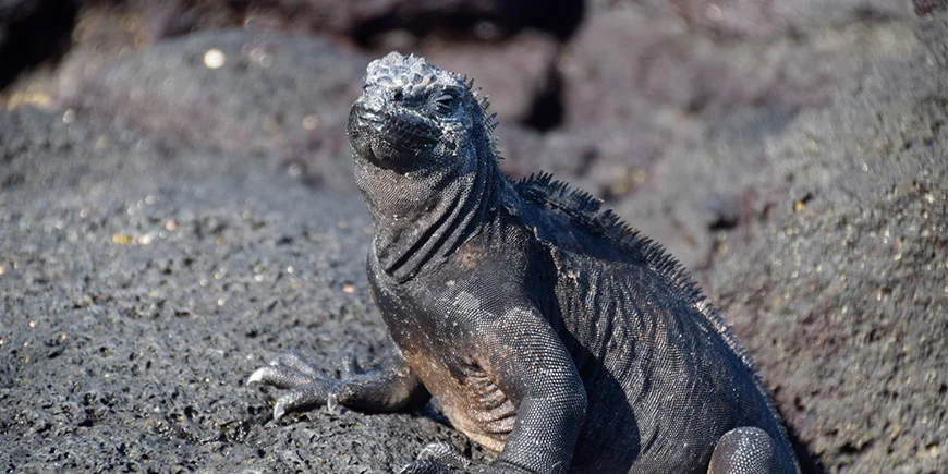 Leguan in der Vulkanlandschaft der Galapagosinseln