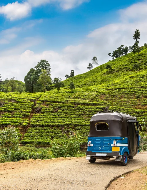 Ein blauer Bus fährt an üppigen Teeplantagen in Sri Lanka vorbei