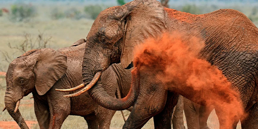 Elefanten in rotem Staub im Tsavo East Nationalpark in Kenia