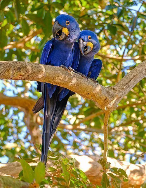 Zwei blaue Papageien sitzen auf einem Ast im Amazonas