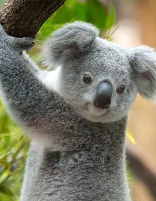 Koala, der sich an einem Ast festhält