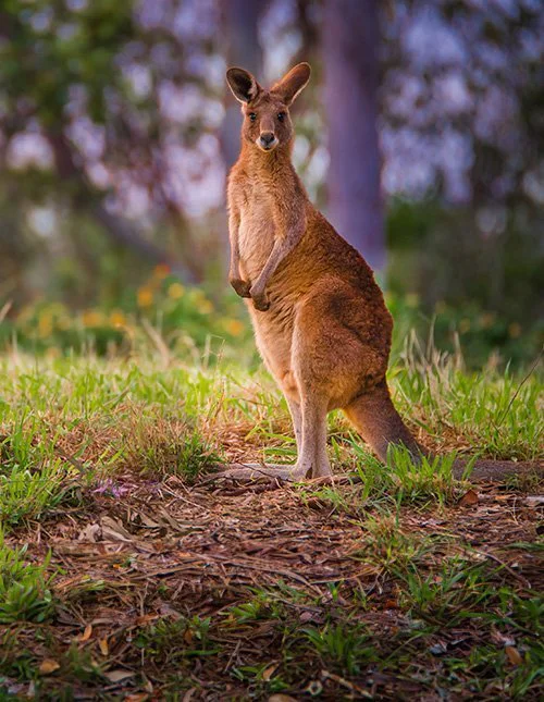 Australisches rotes Riesenkänguru