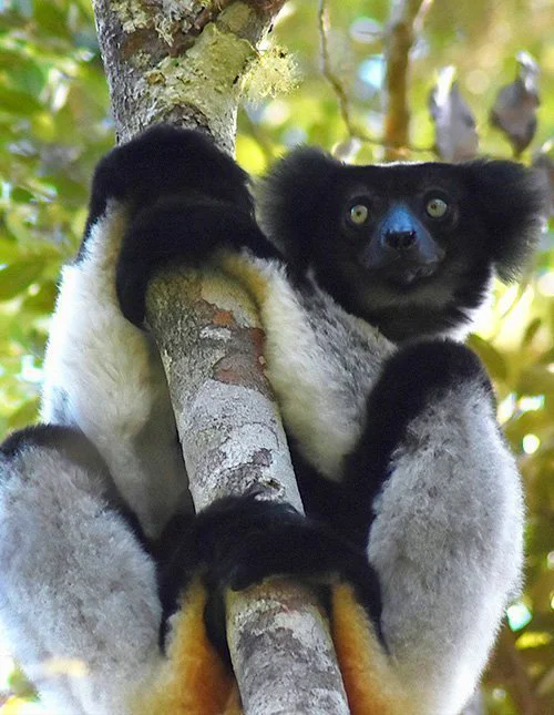 Ein Lemur klammert sich auf Madagaskar an einen Baum