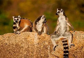 Kattas tummeln sich auf Madagaskar