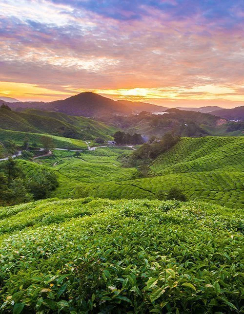 Wunderschöner Sonnenaufgang auf der Teeplantage Sungai Palas in den Cameron Highlands, Malaysia
