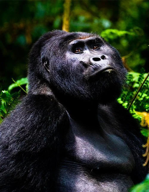 Gorilla im Bwindi Impenetrable Forest